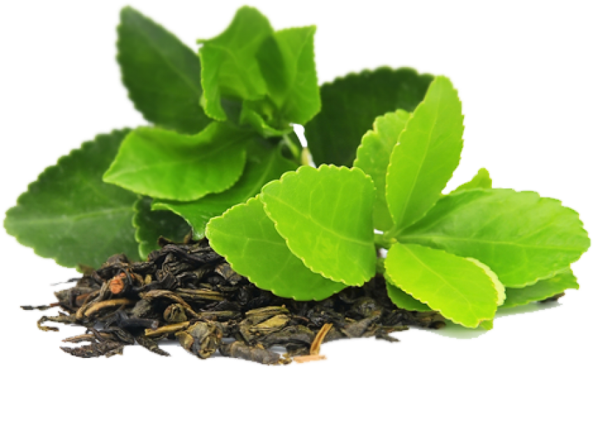 Green Tea Extract